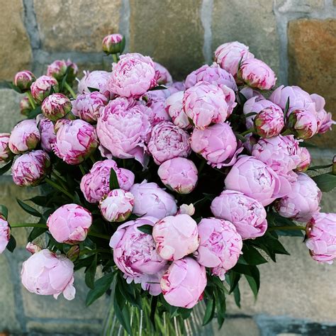 how much are peonies wholesale